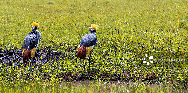 野外的两只灰冠鹤：两只鸟同时搔痒和梳理羽毛图片素材