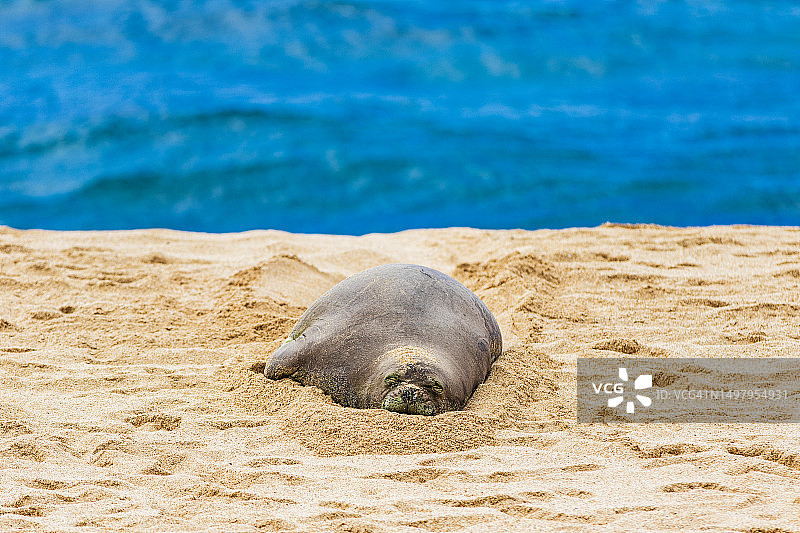 在夏威夷阳光明媚的海滩上睡觉的濒危夏威夷僧海豹图片素材