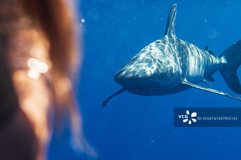 鲨鱼靠近人类的特写图片素材