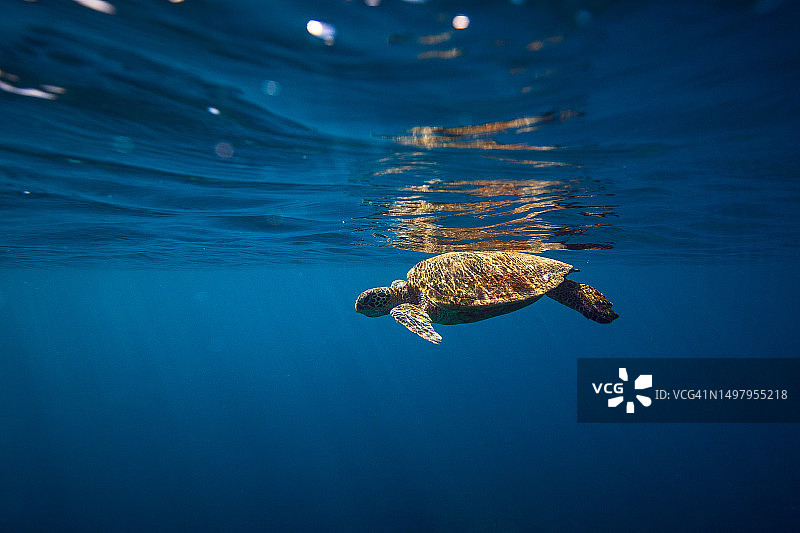 清澈蓝色海洋中休息的绿色海龟特写图片素材