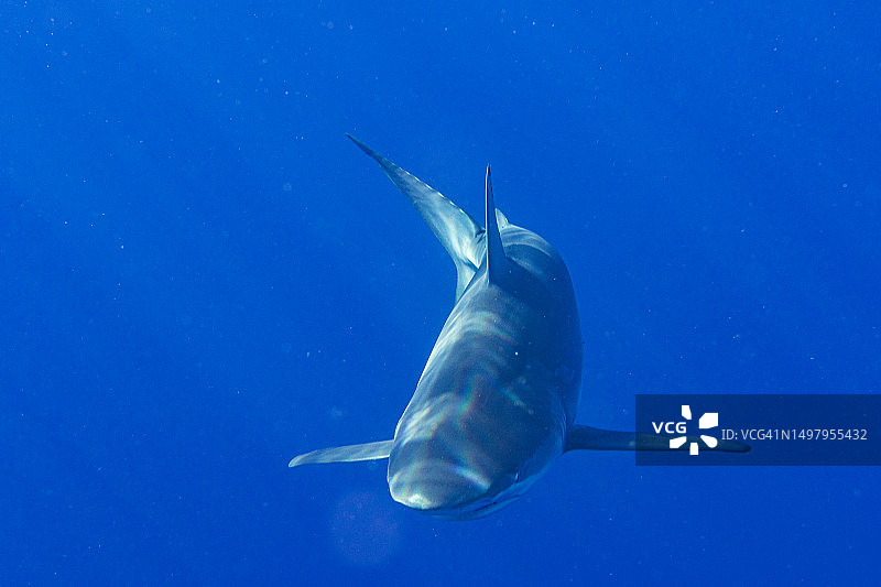 清澈的蓝色海水中鲨鱼游过的特写图片素材