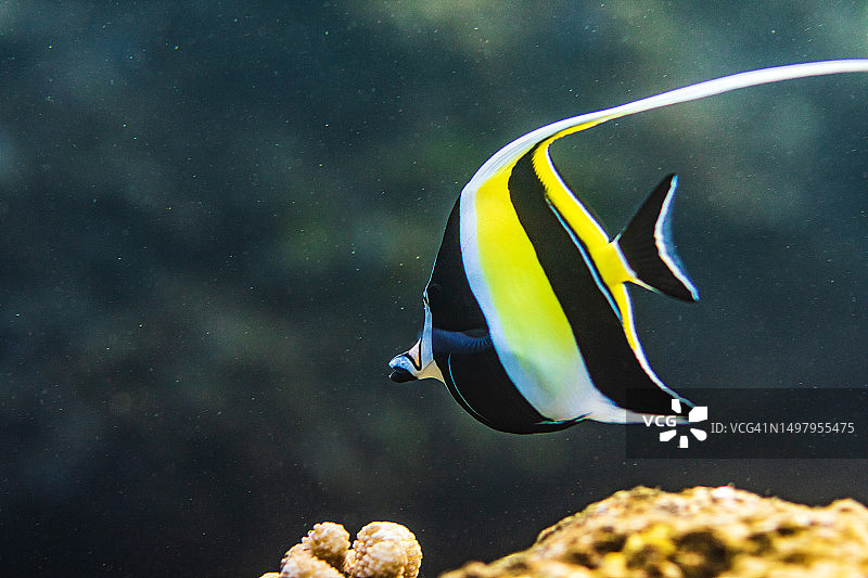 在夏威夷游动的角蝶鱼图片素材