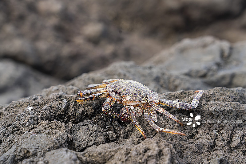 火山岩上美丽的海蟹图片素材