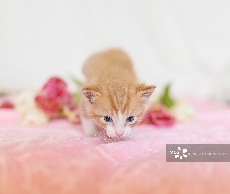 可爱的姜黄色猫咪和白色粉色郁金香图片素材