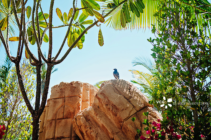 热带辉椋鸟栖息在迪拜的岩石上图片素材