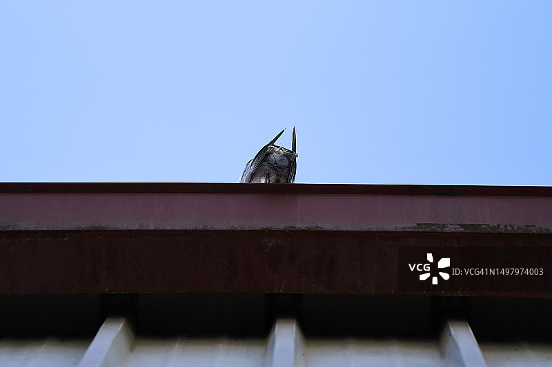 栖息在红色金属排水沟上的鸽子背影，背景是晴朗的天空图片素材