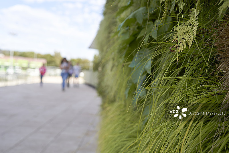 人们在植物和草药旁边的道路上行走图片素材
