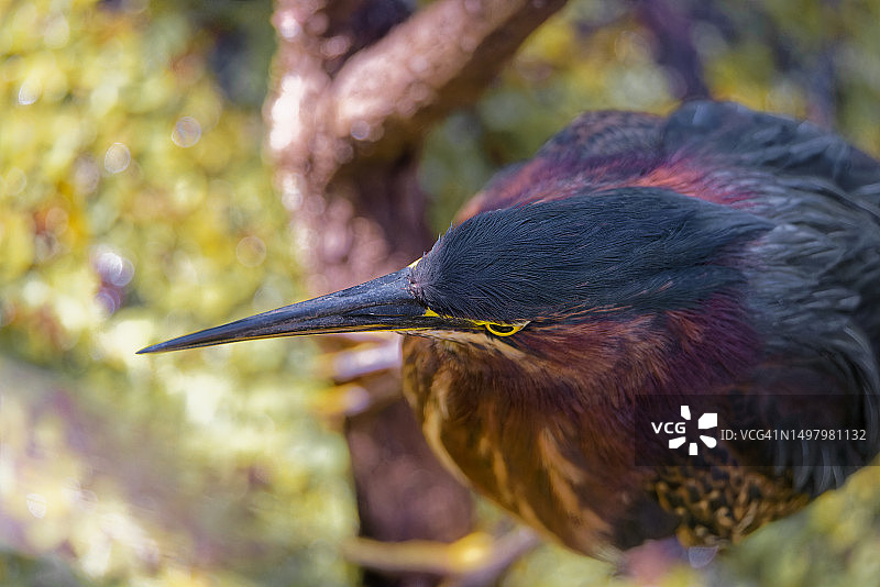 绿鹭的高角度拍摄图片素材