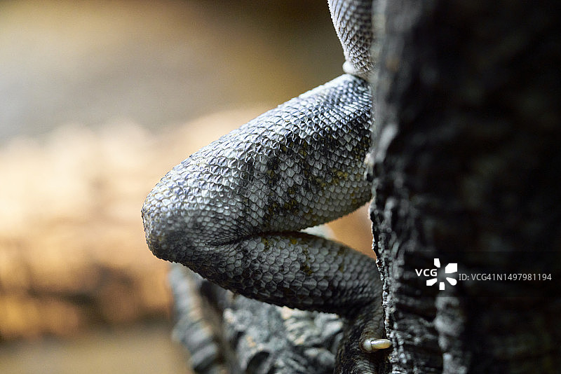 爬行动物侧面照片：灰色鳞状斑点后腿，背景模糊图片素材