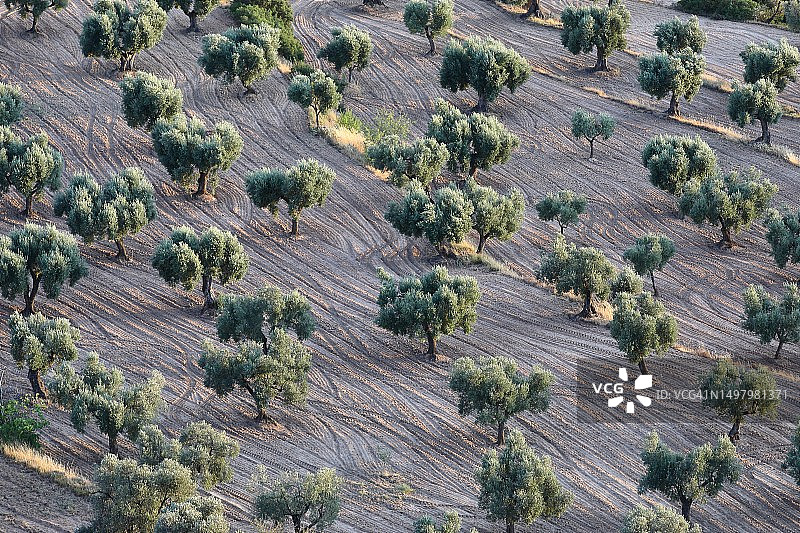 橄榄树林高角度景观图片素材