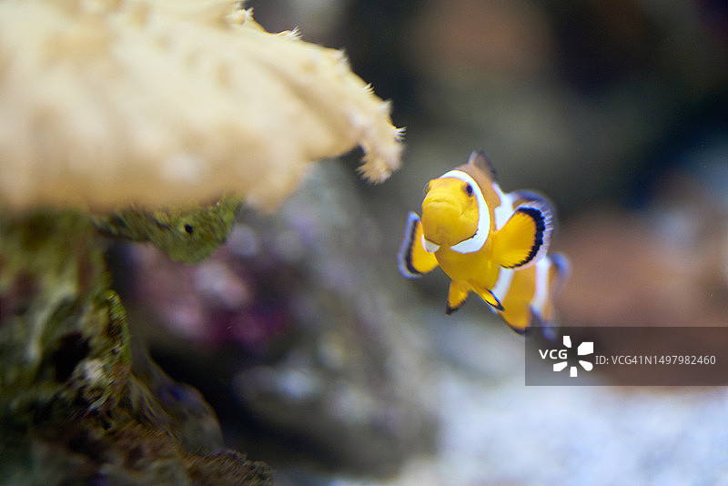 小丑鱼正面图：橙色和白色条纹，鱼鳍，游向米色水生植物，背景虚化图片素材