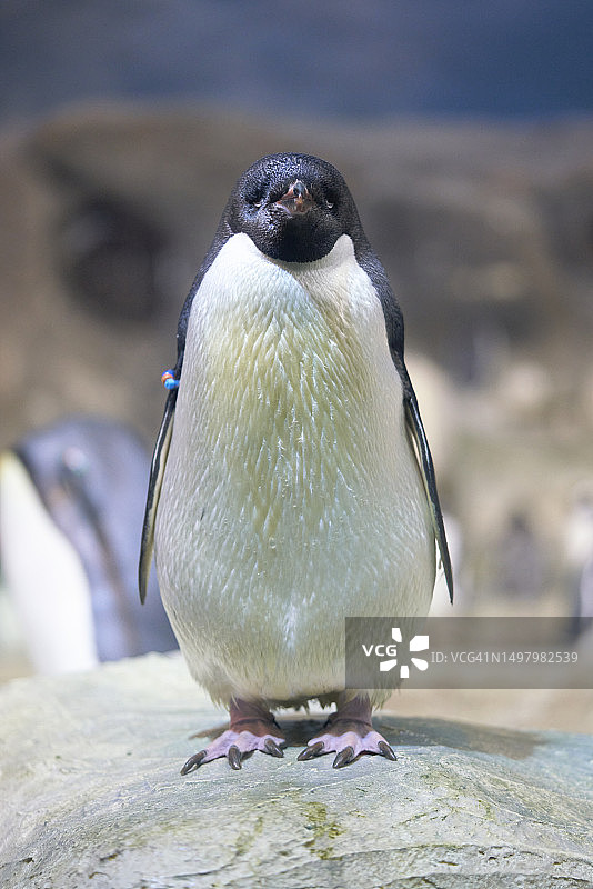 马德里动物园：企鹅肖像图片素材