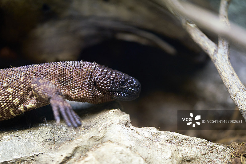 马德里动物园岩石上的棕色毒蜥蜴图片素材