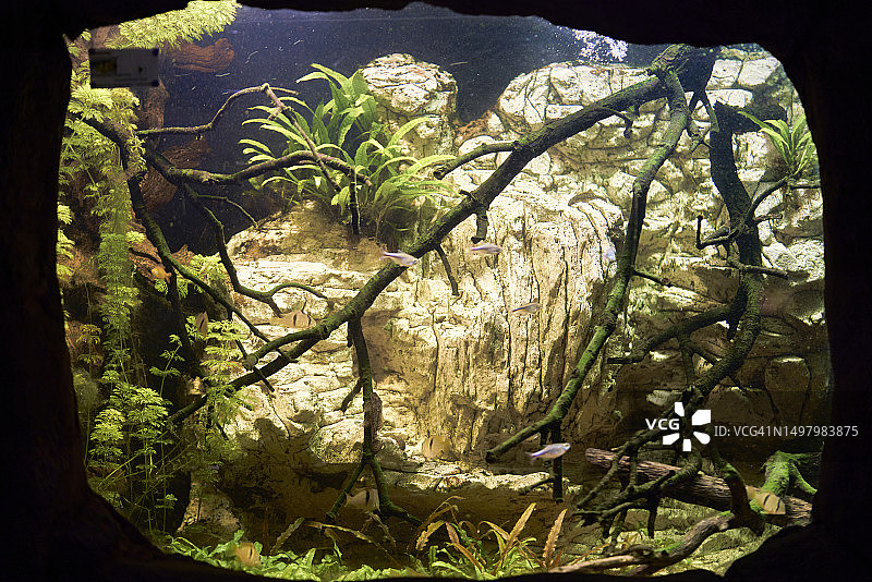 水族馆中水族箱的正面景观，内有大量植被和游动的鱼图片素材