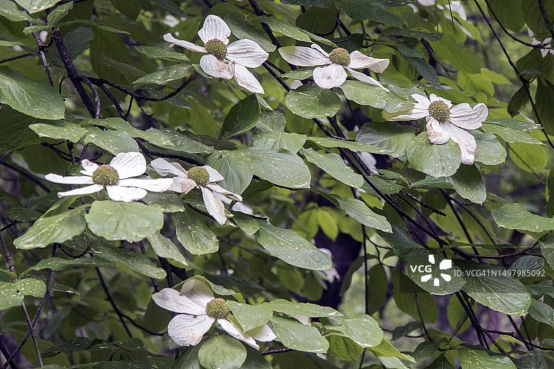 太平洋花水木图片素材
