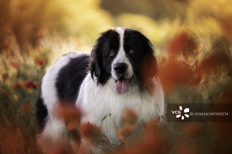 波斯菊中兰西尔犬的肖像图片素材