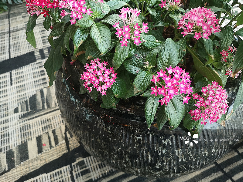 盛开的红色花朵图片素材