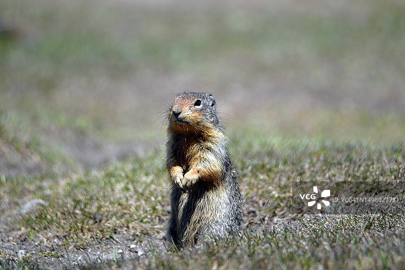 哥伦比亚地松鼠图片素材