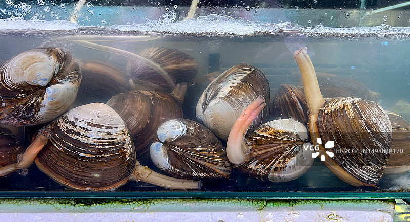 库页岛海浪蛤，饲养在鱼缸中图片素材