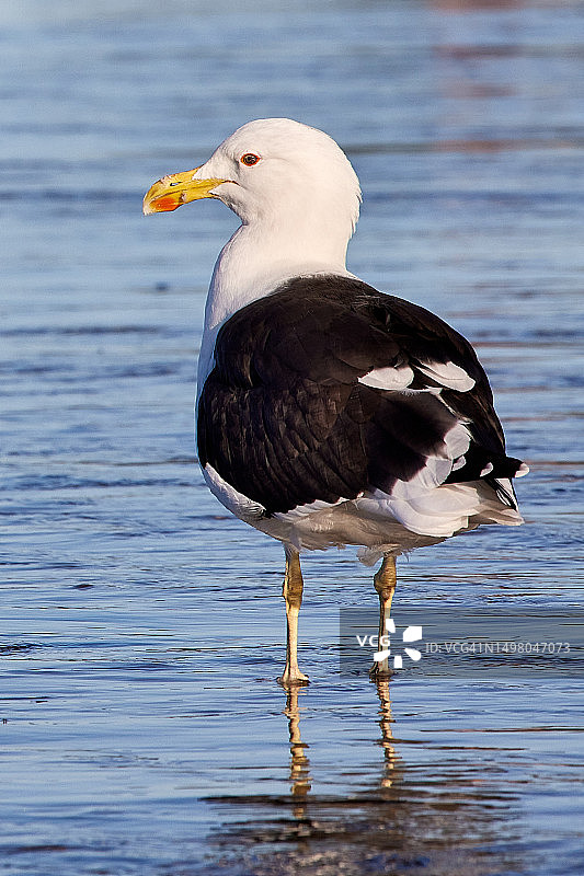 南黑背鸥图片素材