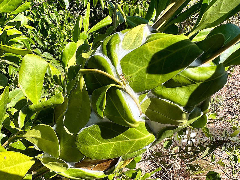 昆士兰绿蚂蚁巢图片素材