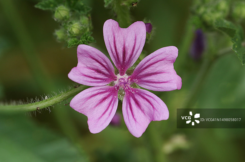 野生锦葵图片素材