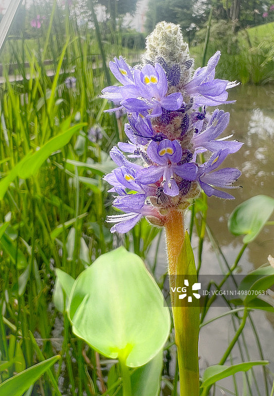 梭鱼草花图片素材
