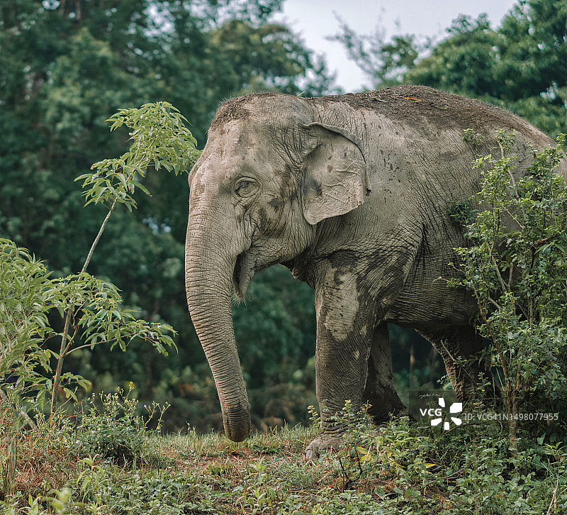 与大象在自然中生活图片素材