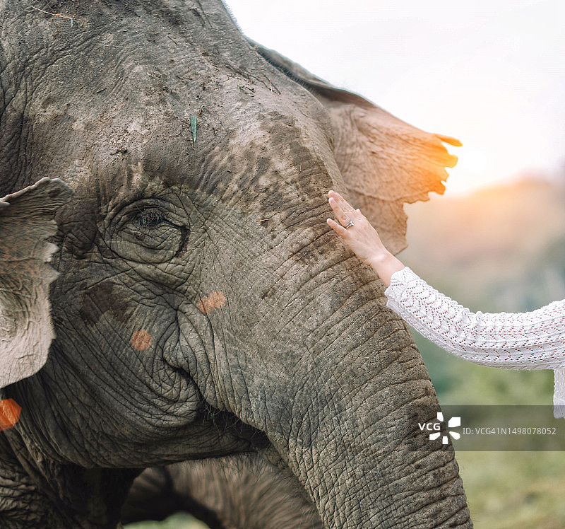 与大象在自然中生活图片素材