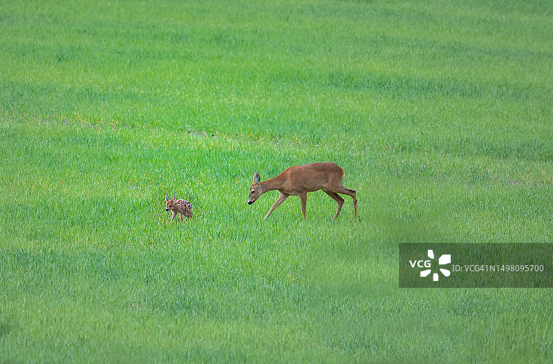 母鹿和她新生的幼鹿图片素材