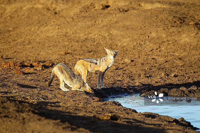 马迪克韦野生动物保护区水坑边的黑背胡狼，南非西北省图片素材
