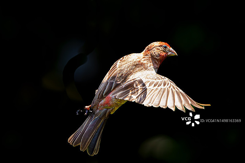 房子雀图片素材