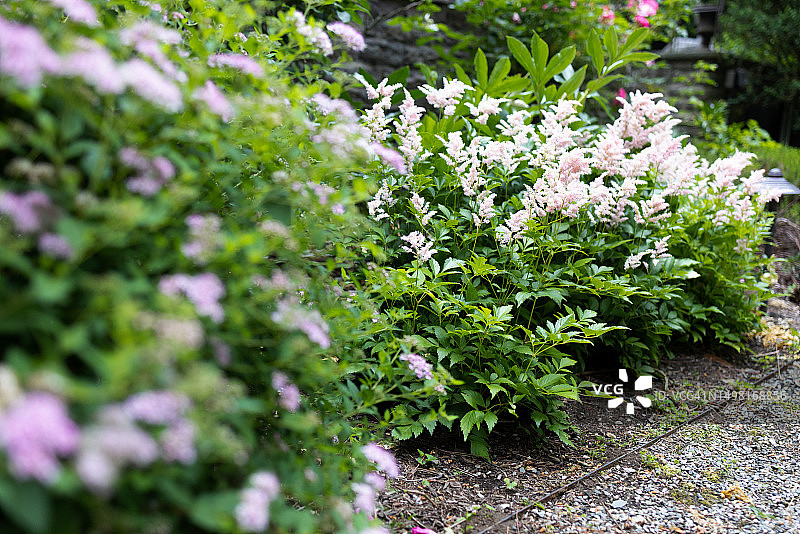 花园中粉红色的落新妇花朵图片素材