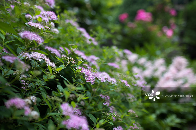 花园中白色和粉色的日本绣线菊花朵图片素材