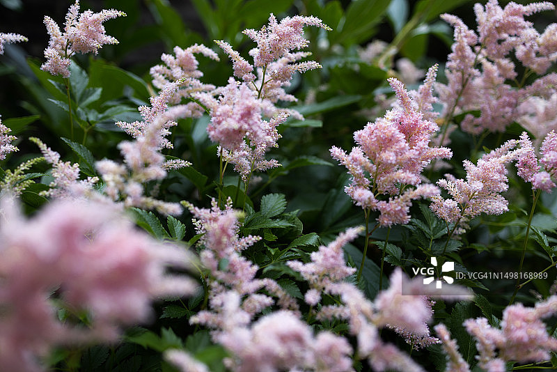 花园中粉红色的落新妇花朵图片素材
