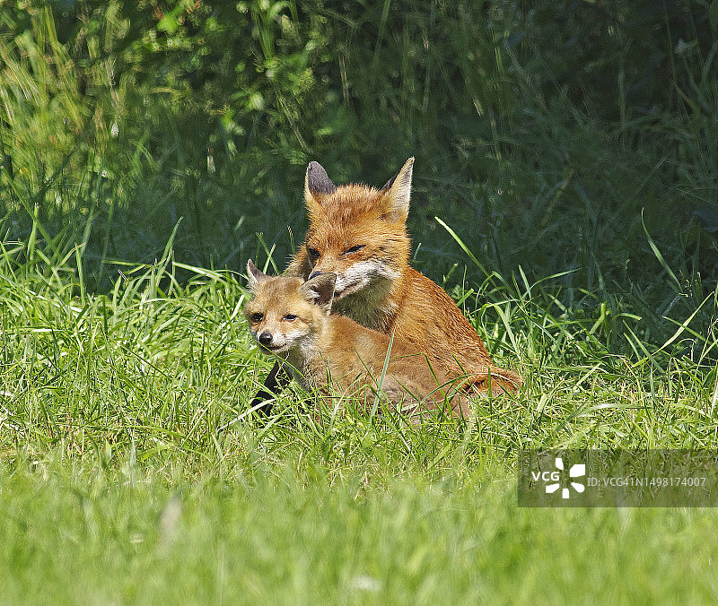 红狐[Vulpes Vulpes]图片素材