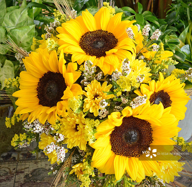 特写：向日葵花束图片素材