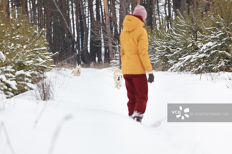 冬季森林中的寻回犬，芬兰图片素材