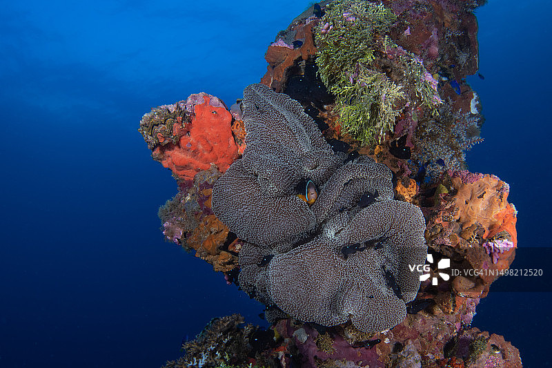 二战日军沉船桅杆上的海葵， location：Chuuk泻湖图片素材
