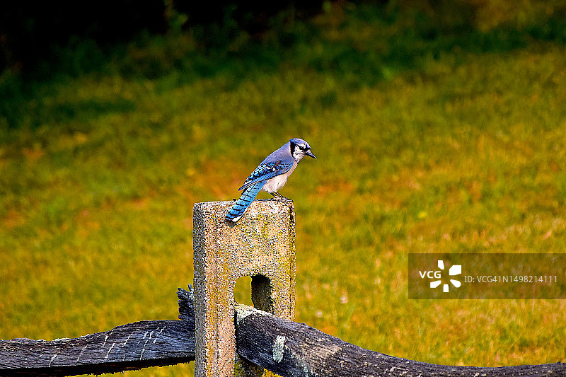 蓝松鸦鸟图片素材