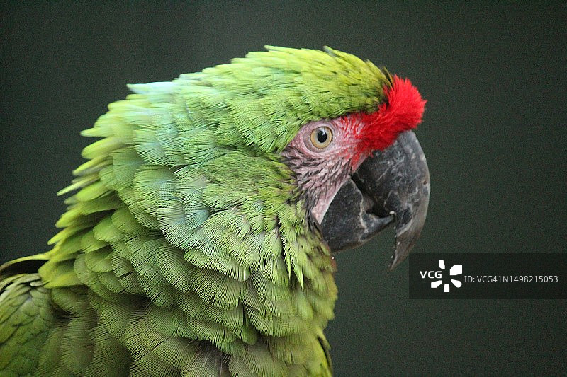 金刚鹦鹉肖像图片素材