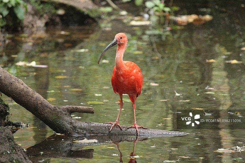 英国莱斯特郡德斯福德的红䴉图片素材