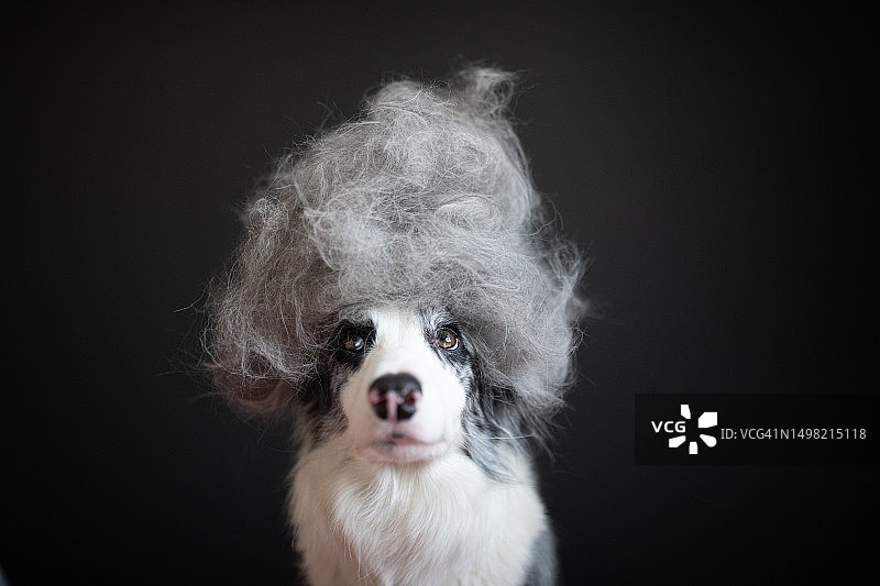 戴着用自己的毛发制作的假发的狗，波兰图片素材