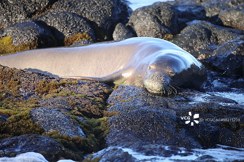 可爱的面孔，可爱岛，夏威夷，美国图片素材