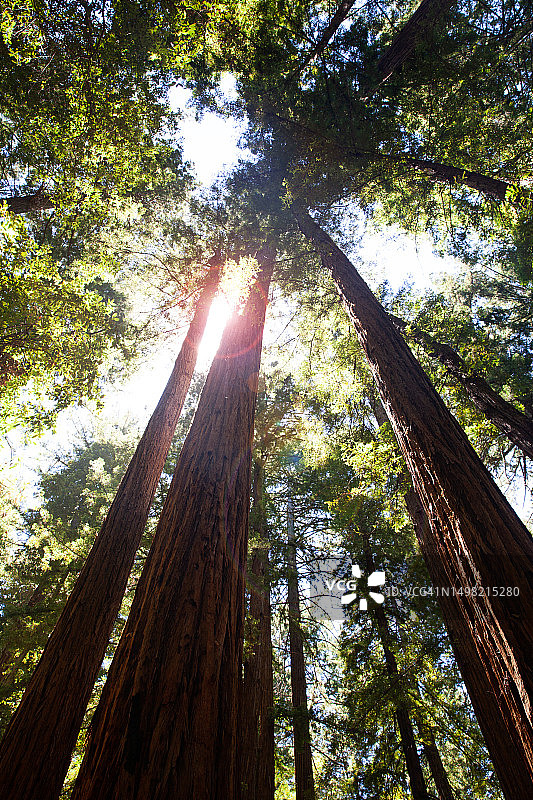 美国加州红杉国家公园阳光穿过红杉树林的仰视视角图片素材