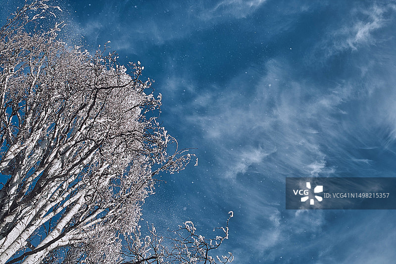 俄罗斯冬季花卉图片素材