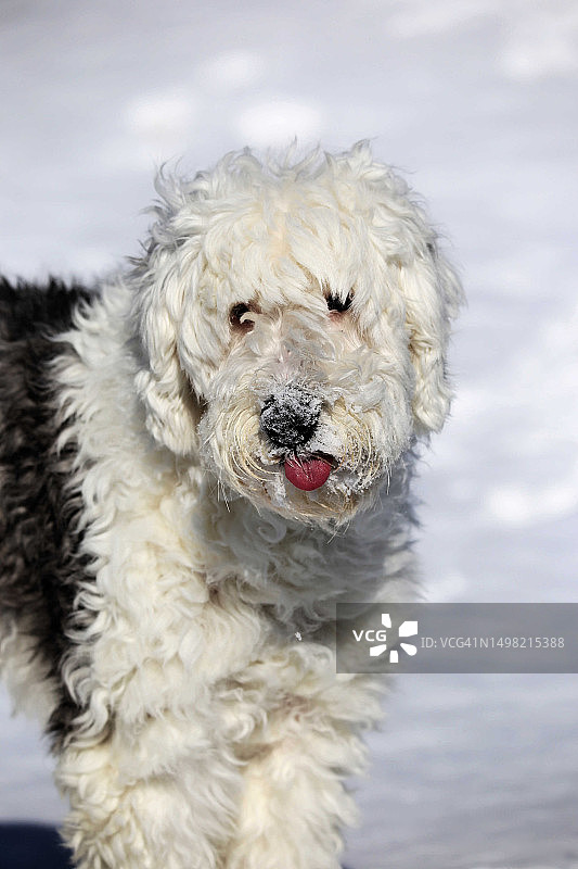 在美国西弗吉尼亚州费尔蒙特吃雪图片素材