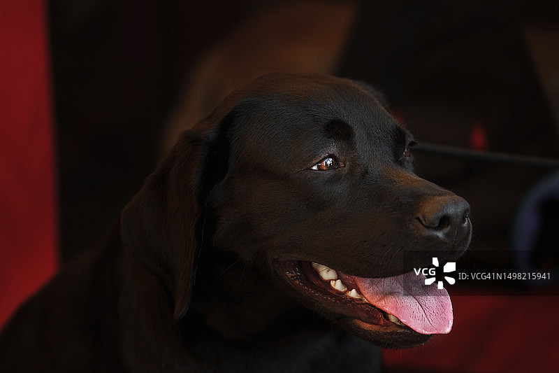 黑色拉布拉多犬，俄罗斯图片素材
