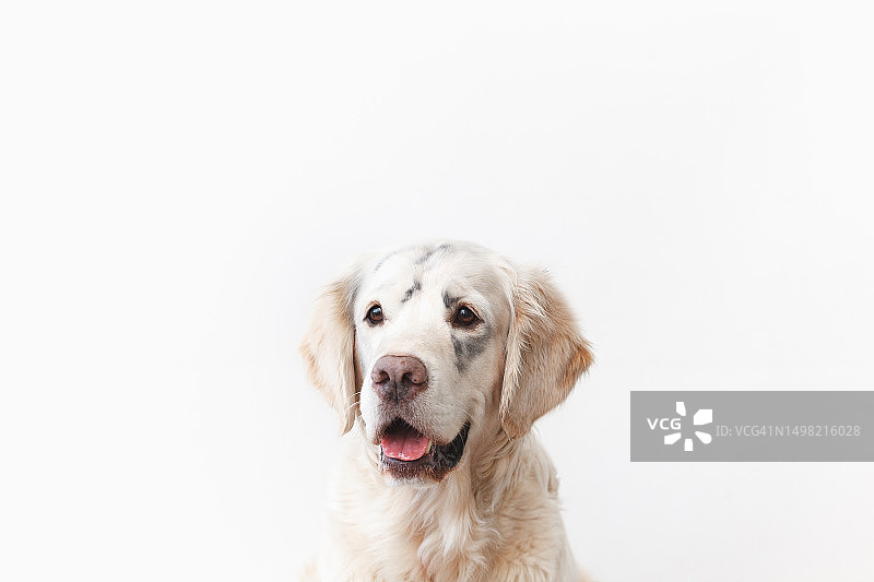坐在白色背景上的金毛寻回犬肖像，俄罗斯图片素材