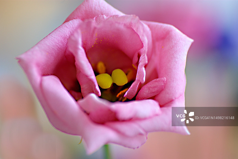 大花洋桔梗图片素材